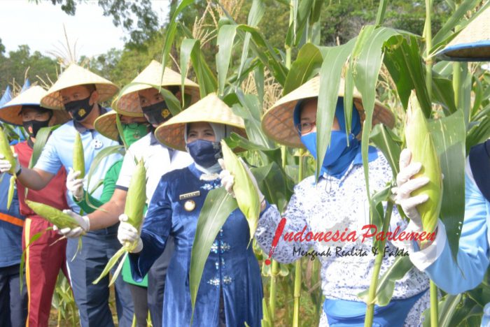 Hut Ke 75 Tni Al Lamtamal Iv Gelar Panen Raya Jagung Jaga Ketahanan