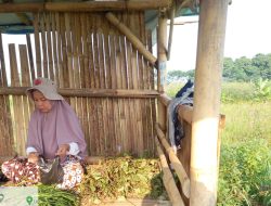 Kelompok Tani di Kabupaten Bogor Terbantu Adanya KUR